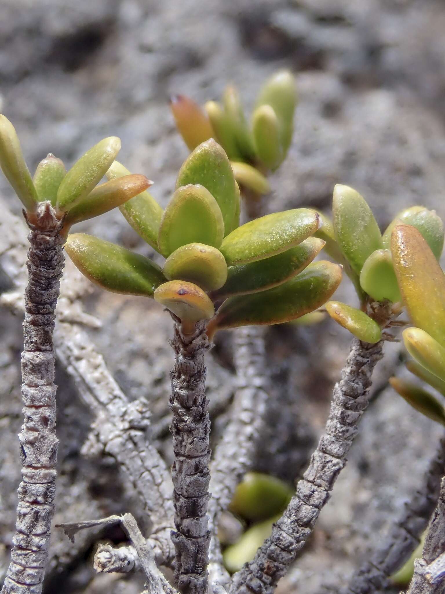 Image of Coprosma obconica subsp. distantia de Lange & R. O. Gardner