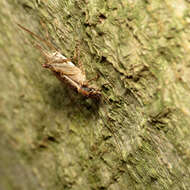 Image of Jumping Bush Cricket