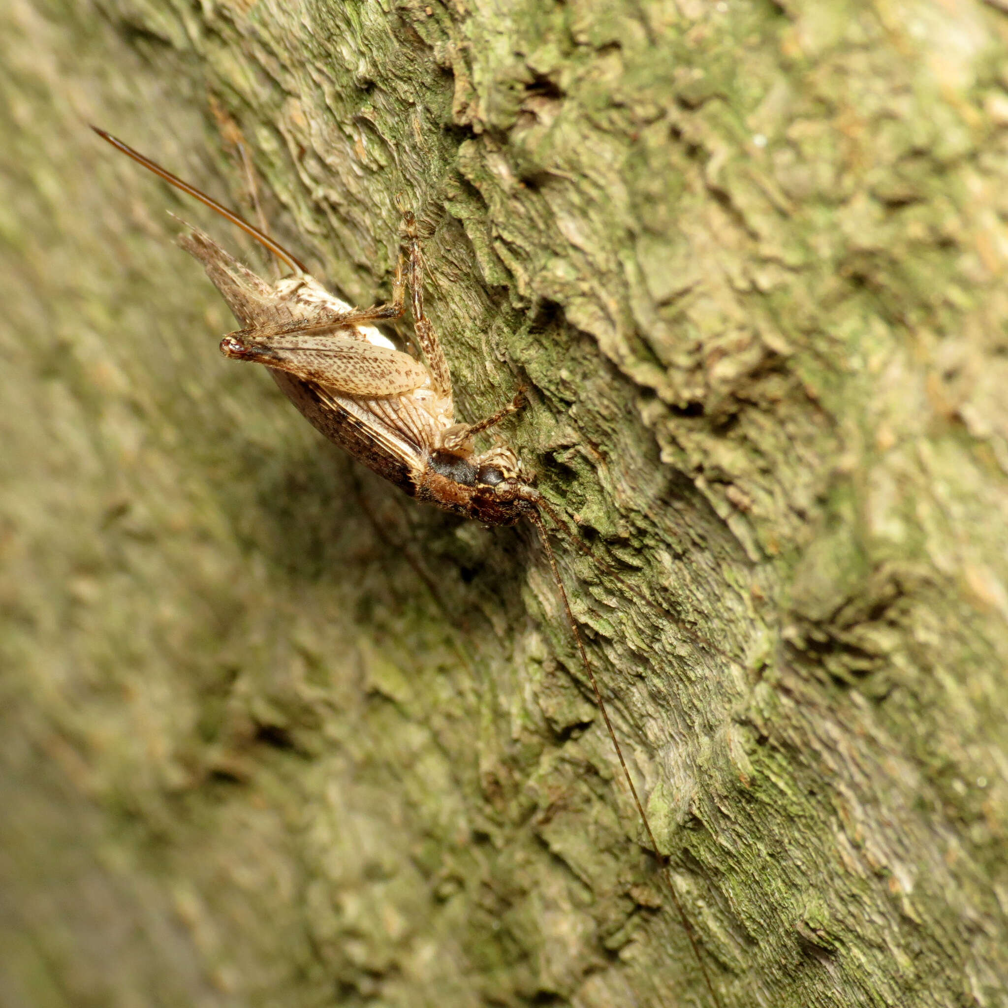 Image of Jumping Bush Cricket