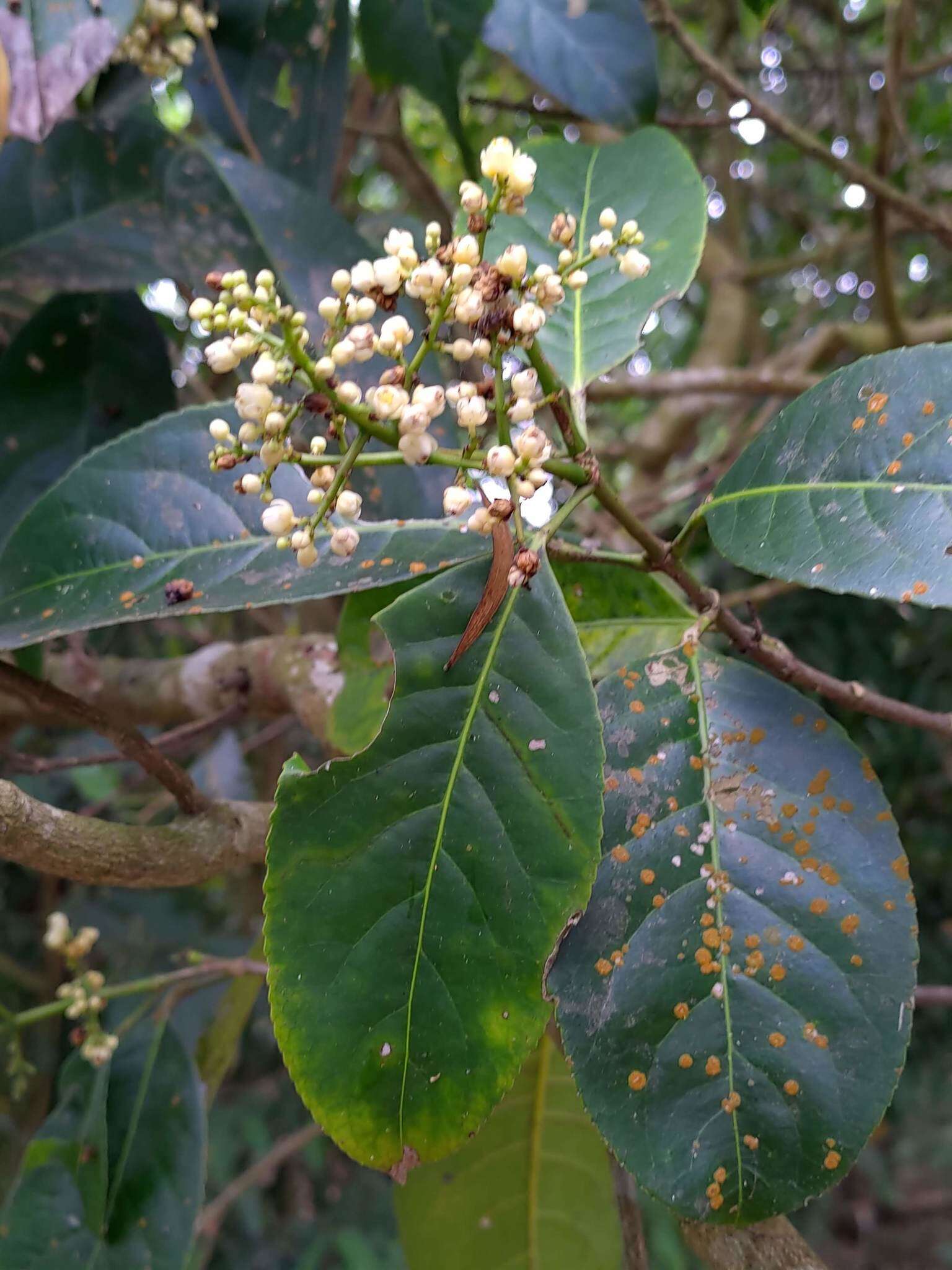 Imagem de Staphylea formosana (Nakai) Byng & Christenh.