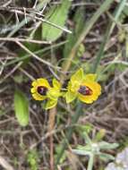 Image of Ophrys lutea subsp. lutea