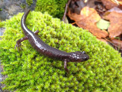 Image of Clouded Salamander