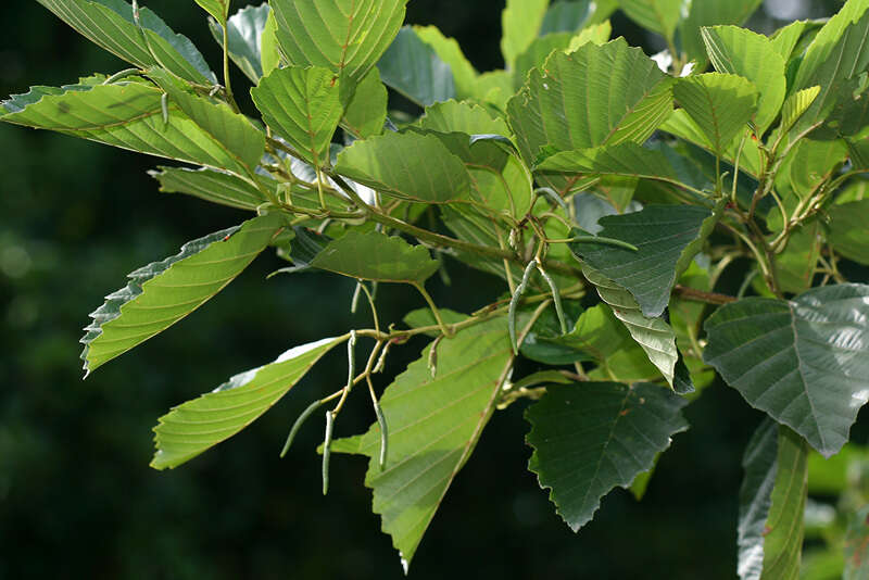 Image of Alnus glutinosa subsp. barbata (C. A. Mey.) Yalt.