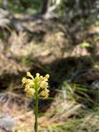 Image of Platanthera pallida P. M. Br.