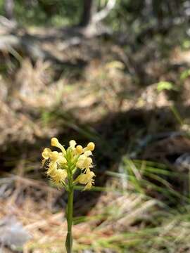 Platanthera pallida P. M. Br. resmi