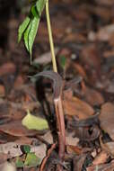 Arisaema murrayi var. sahyadricum (S. R. Yadav, K. S. Patil & Bachulkar) M. R. Almeida的圖片