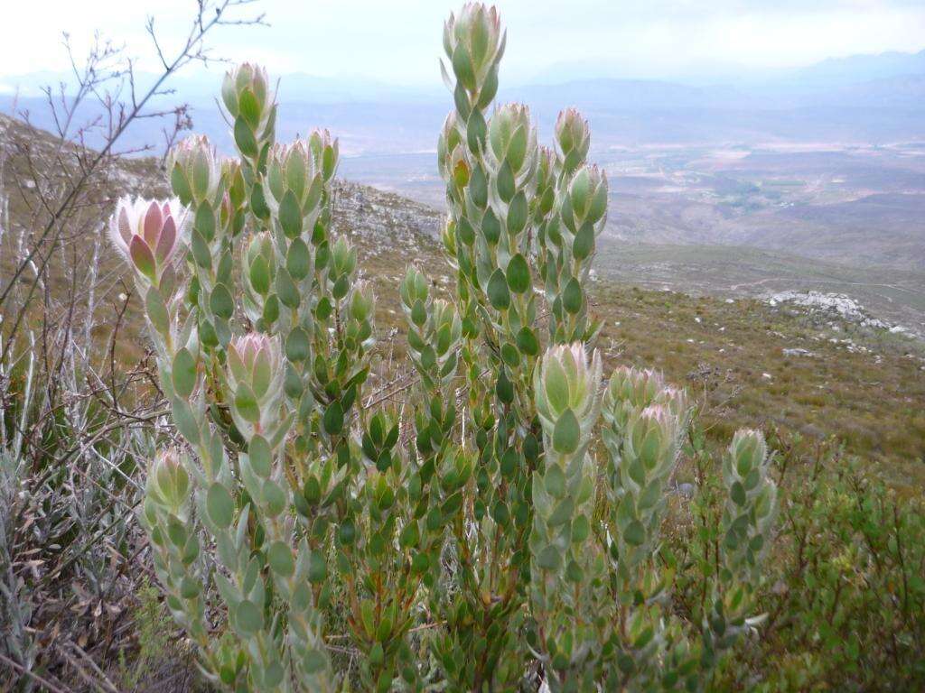 Image of Leucadendron nervosum Phillips & Hutchinson