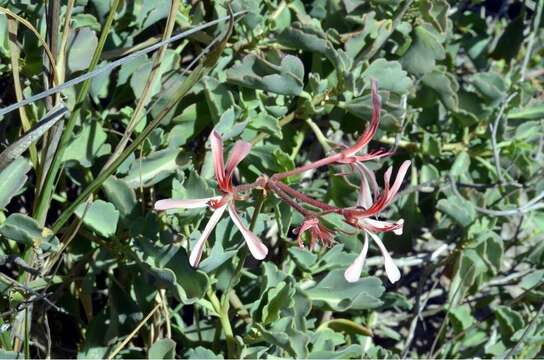 Image of Pelargonium acetosum (L.) L'Herit ex Soland.