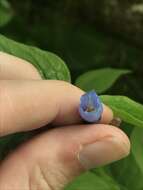 Imagem de Mertensia platyphylla var. subcordata (Greene) L. O. Williams