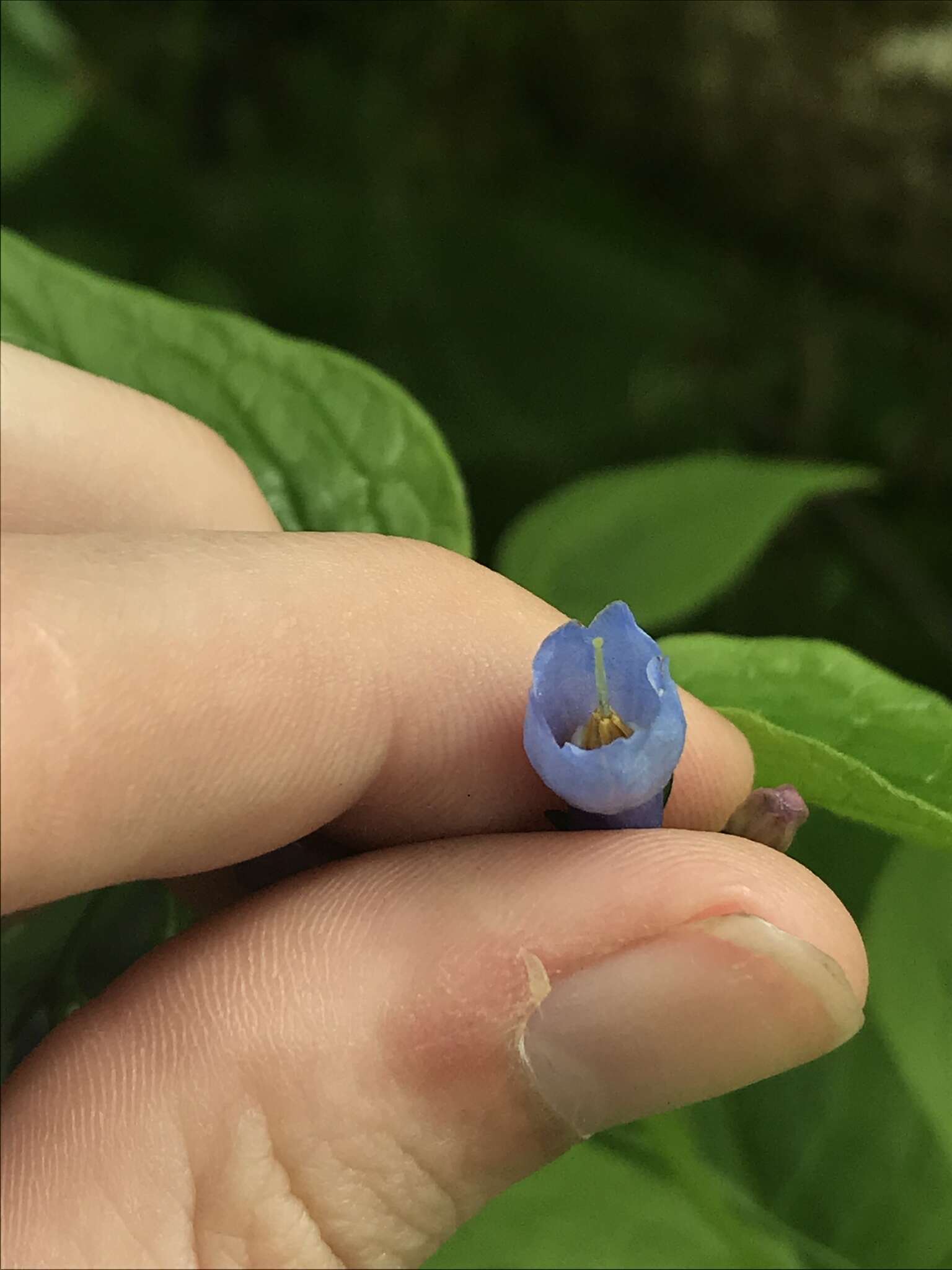 Image of broadleaf bluebells