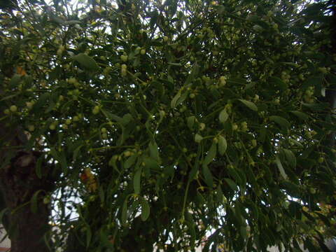 Image of European mistletoe