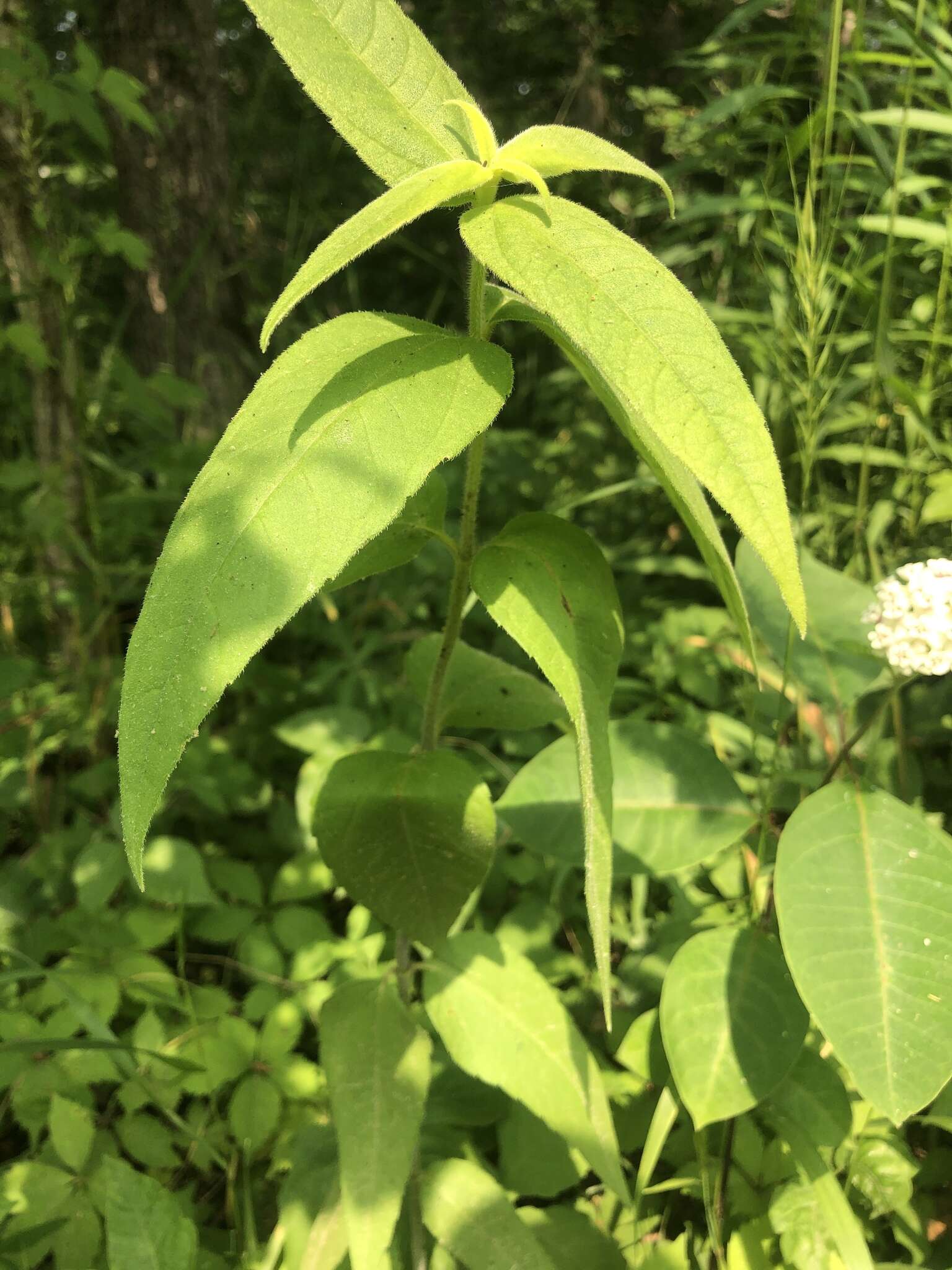 Слика од Helianthus hirsutus Rafin.