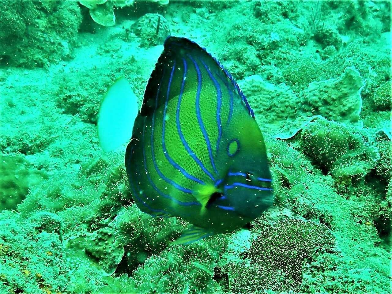 Image of Blue Ring Angelfish