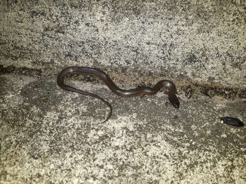 Image of Equatorial Keelback