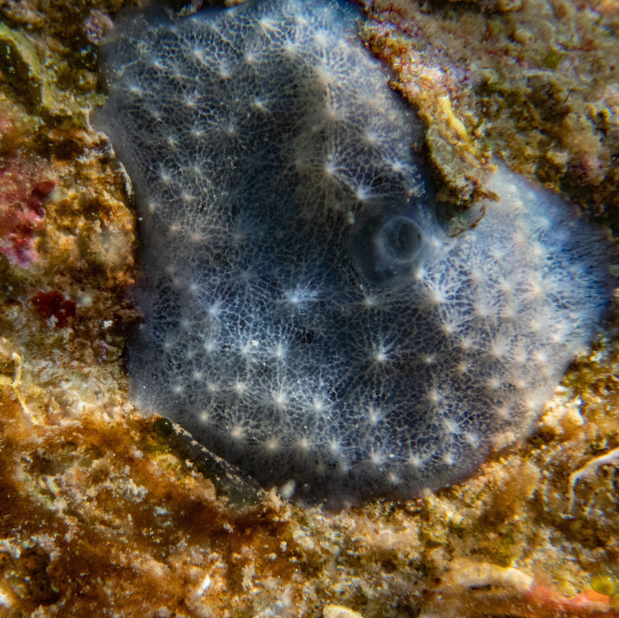 Image of Chelonaplysilla Laubenfels 1948