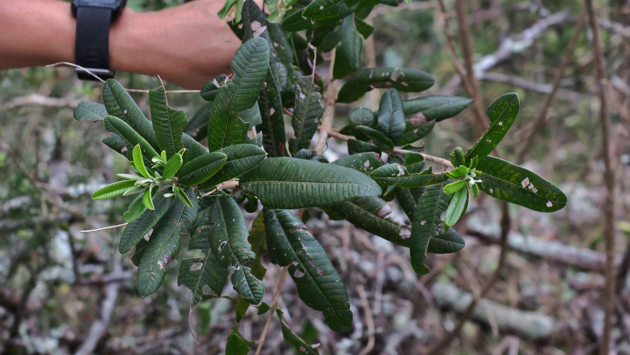 Plancia ëd Ozoroa mucronata (Bernh. ex Krauss) R. & A. Fernandes