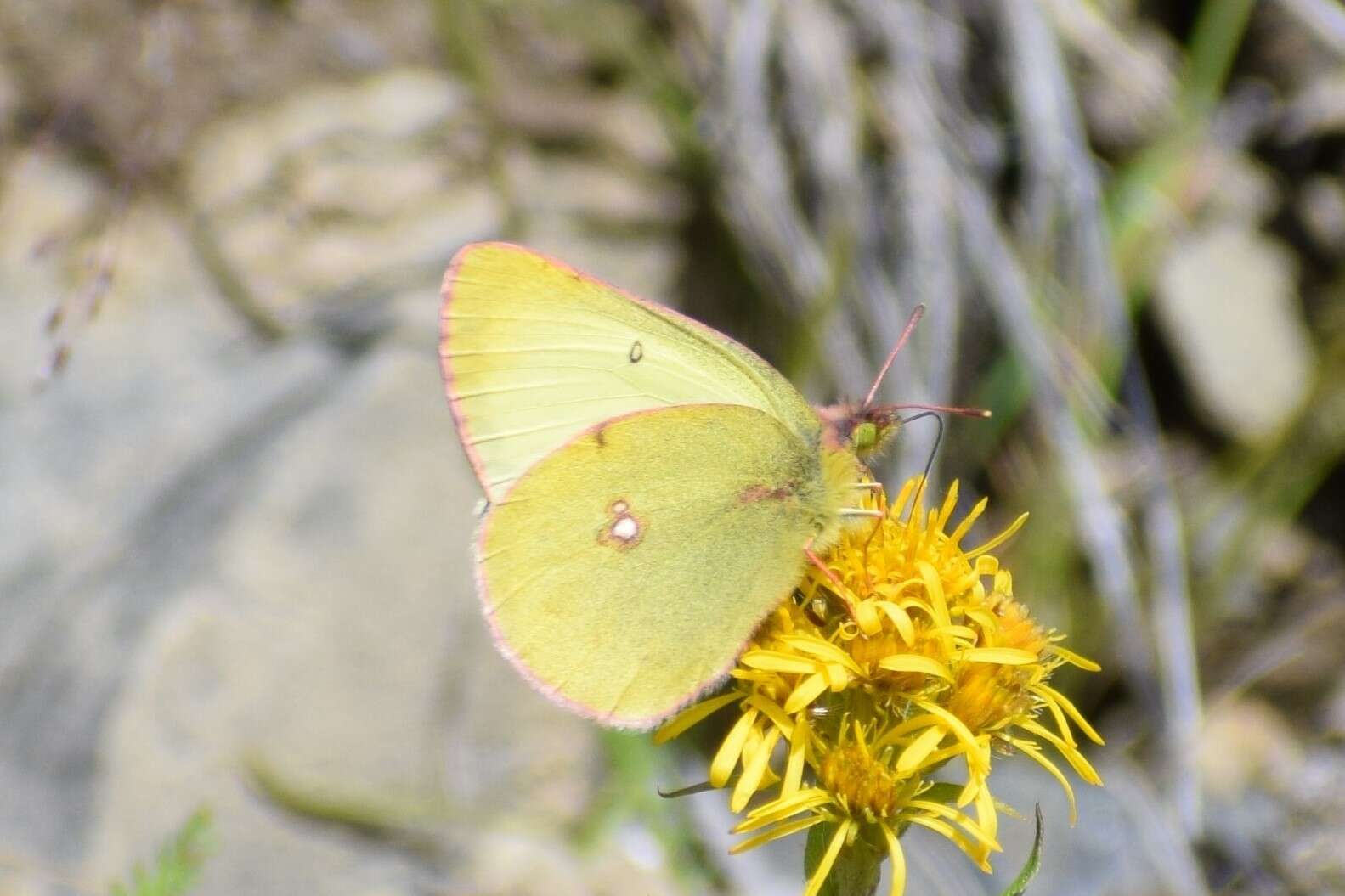 Plancia ëd <i>Colias philodice vitabunda</i> Hovanitz 1943