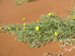 Image of Tribulus pentandrus var. pterophorus (Presl) P. Singh & V. Singh