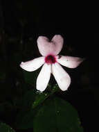 Image of Impatiens javensis (BI.) Steud.