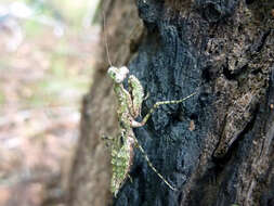 صورة Calofulcinia paraoxypila Tindale 1930