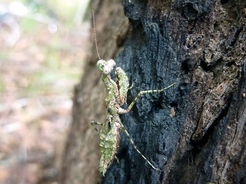 صورة Calofulcinia paraoxypila Tindale 1930