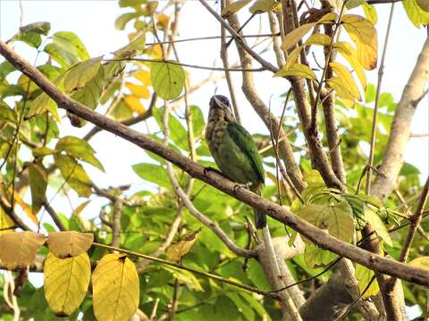 Psilopogon viridis (Boddaert 1783) resmi