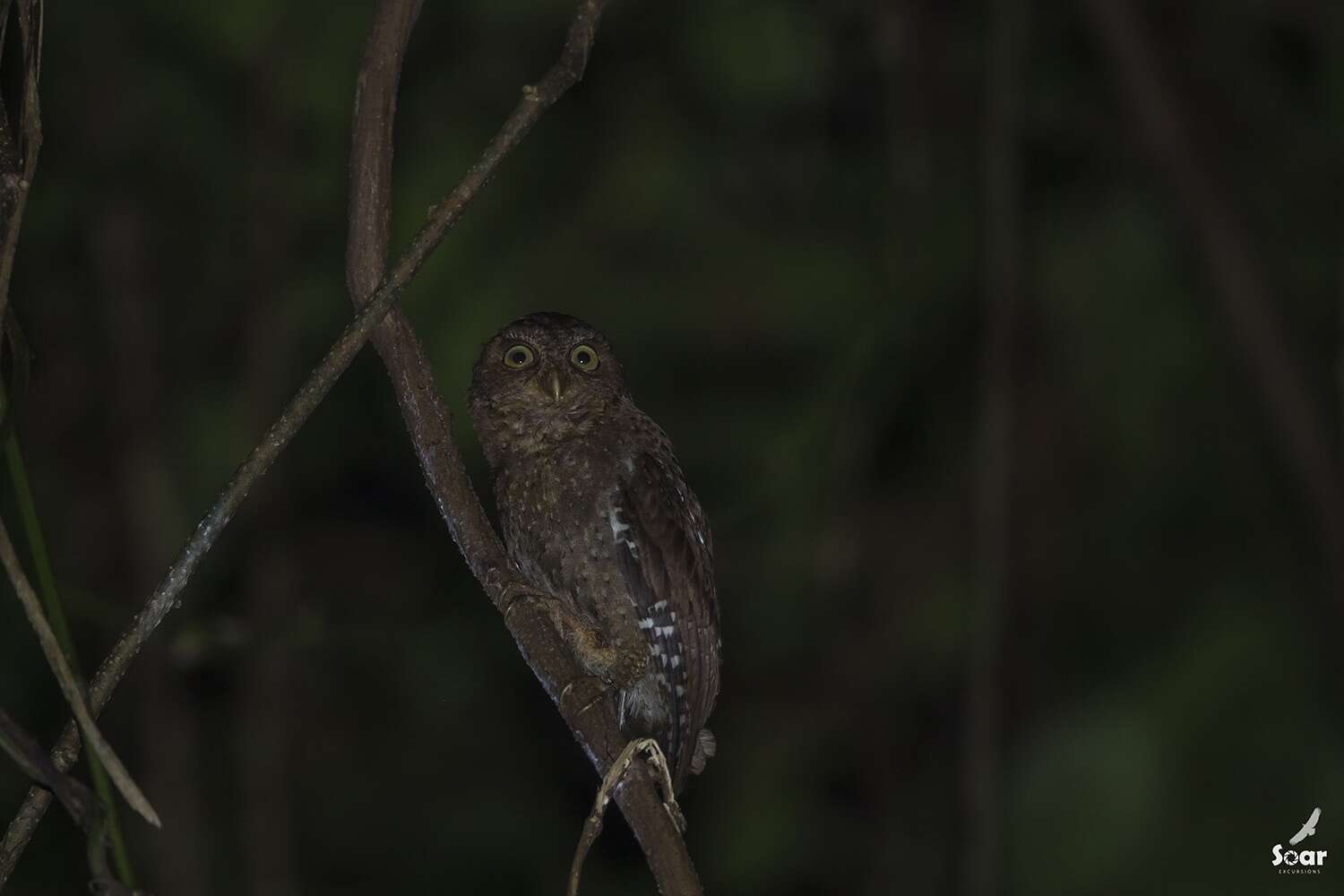 Image of Andaman Scops Owl