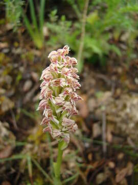 Image of Dense-flowered orchid