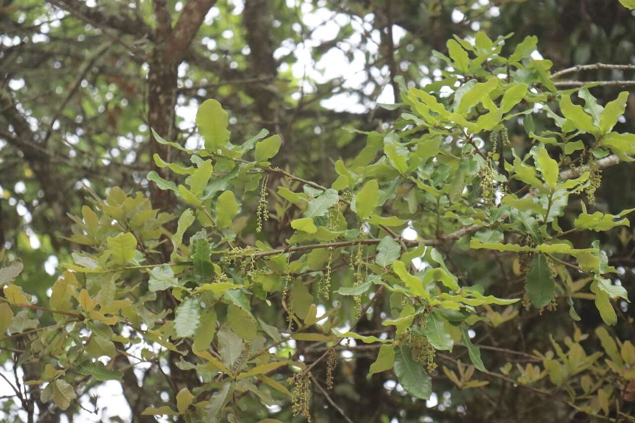 Image of Quercus floribunda Lindl. ex A. Camus