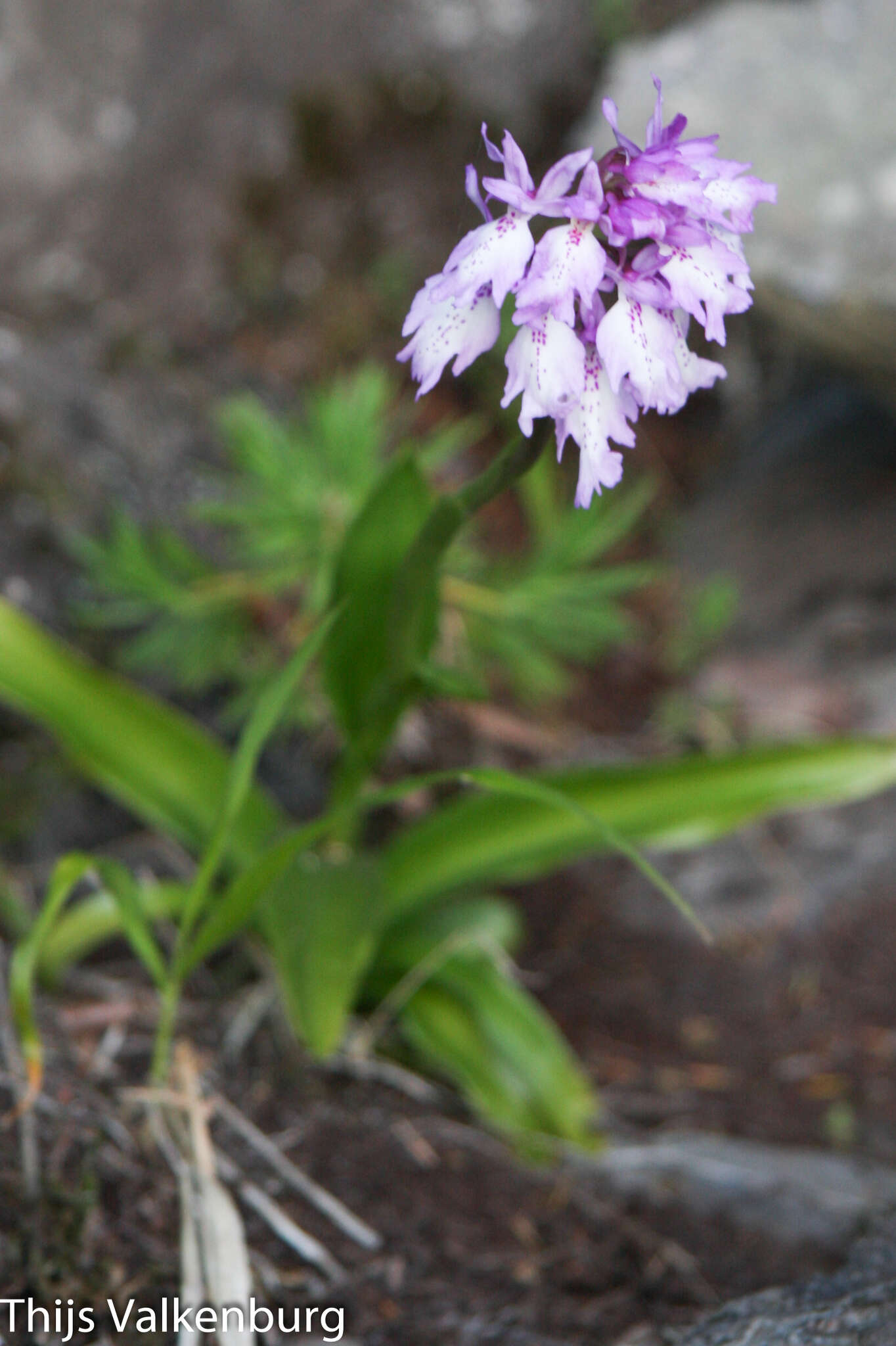 Image of Madeiran Orchid