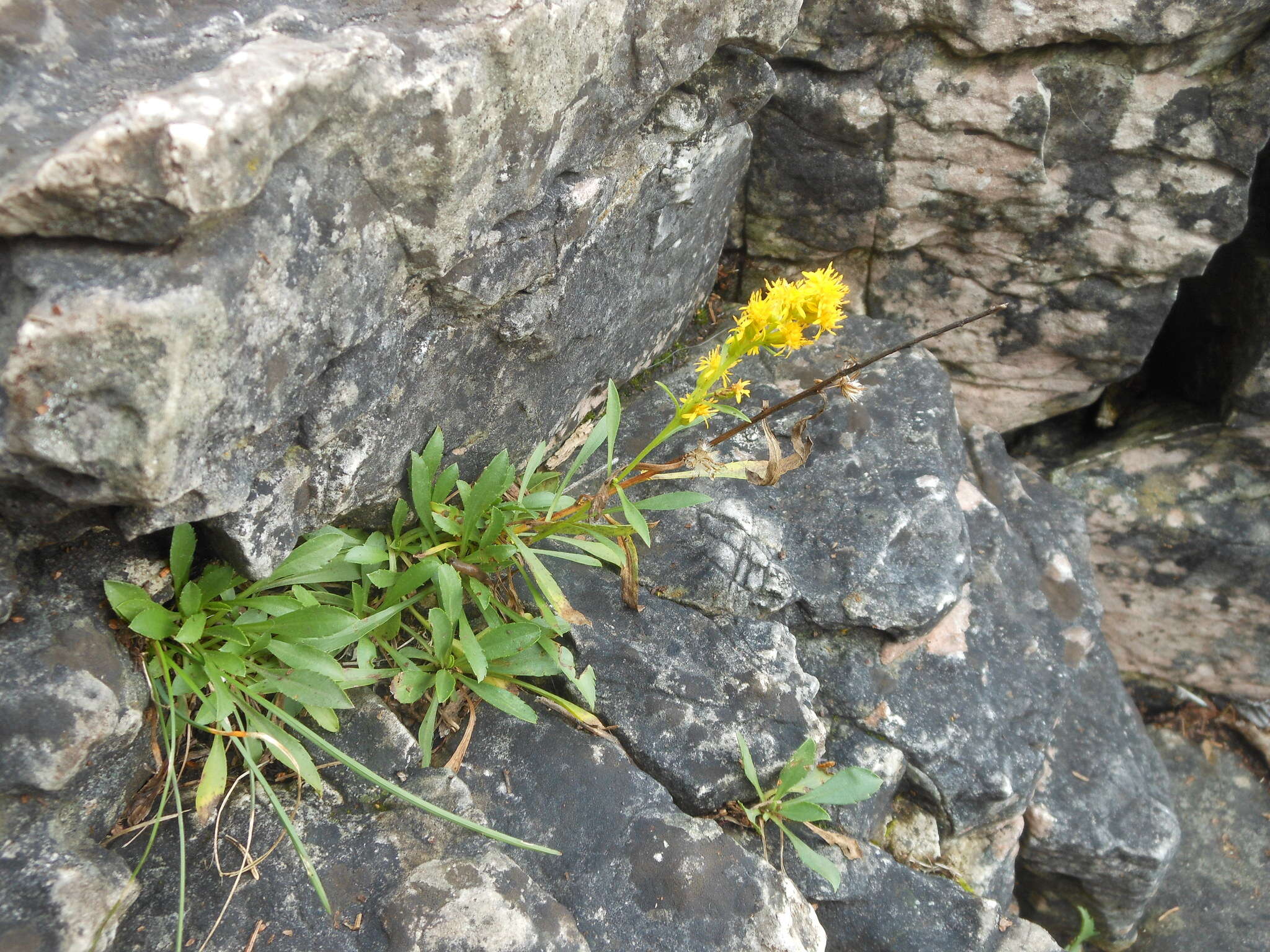 Image of Solidago simplex var. ontarioensis (Ringius) G. S. Ringius