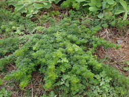 Image of Artemisia capillaris Thunb.