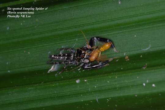 Image of Bavia sexpunctata (Doleschall 1859)