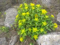 Image of Euphorbia wallichii Hook. fil.