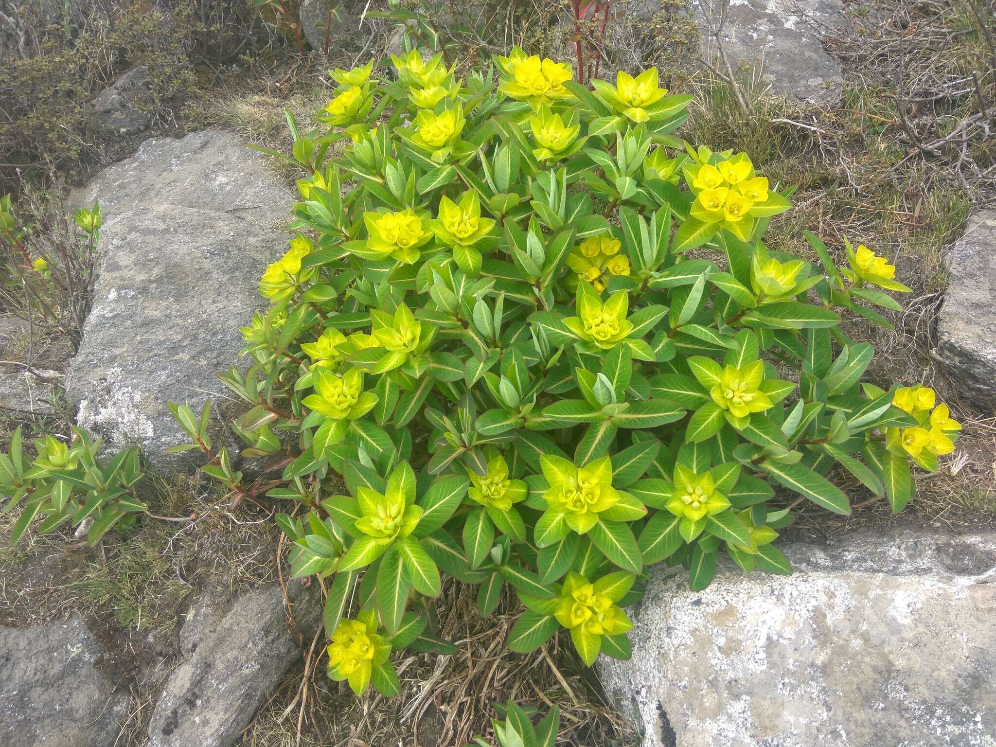 Image of Euphorbia wallichii Hook. fil.