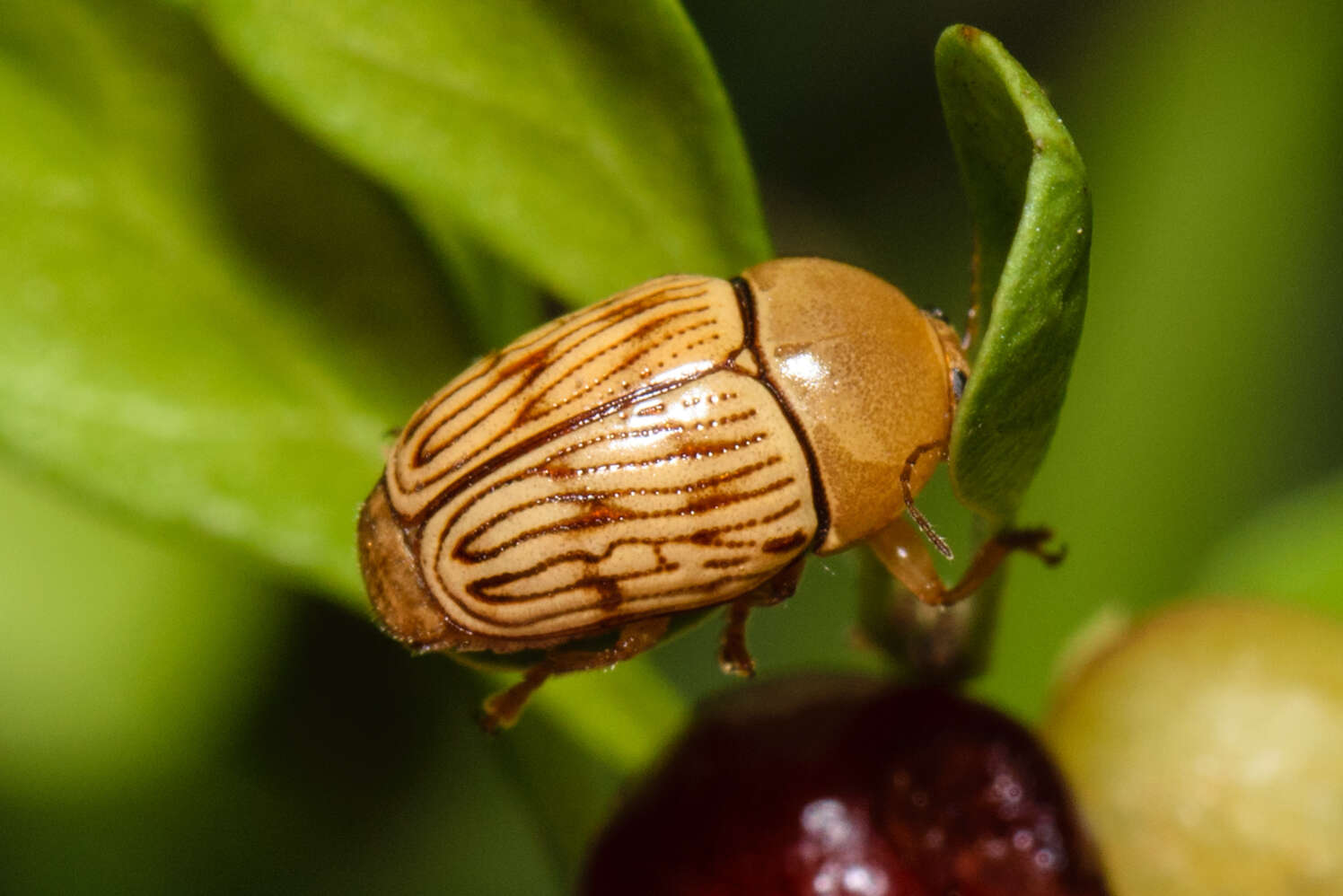 Cryptocephalus fulguratus J. L. Le Conte 1880 resmi