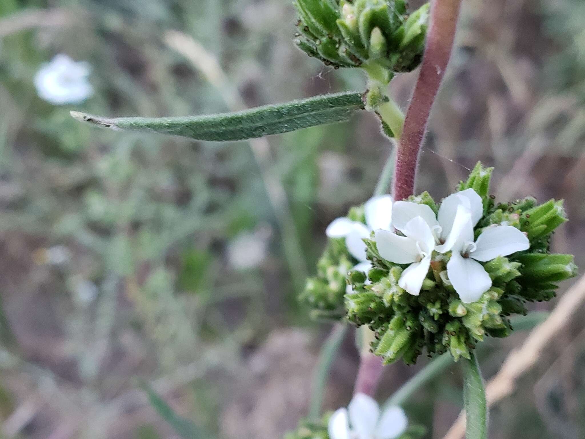 Image of soft western rosinweed