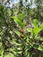 Callilepis caerulea (Hutch.) Leins的圖片