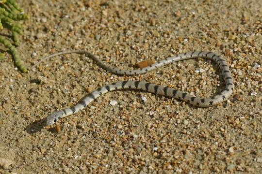 Image of Spotted Desert Racer