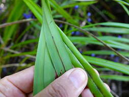 Image of Dianella nigra Colenso