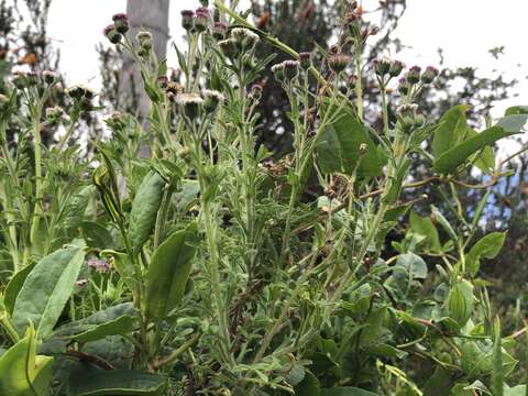 Image of Erigeron apiculatus Benth.