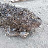 Image of pocket gopher