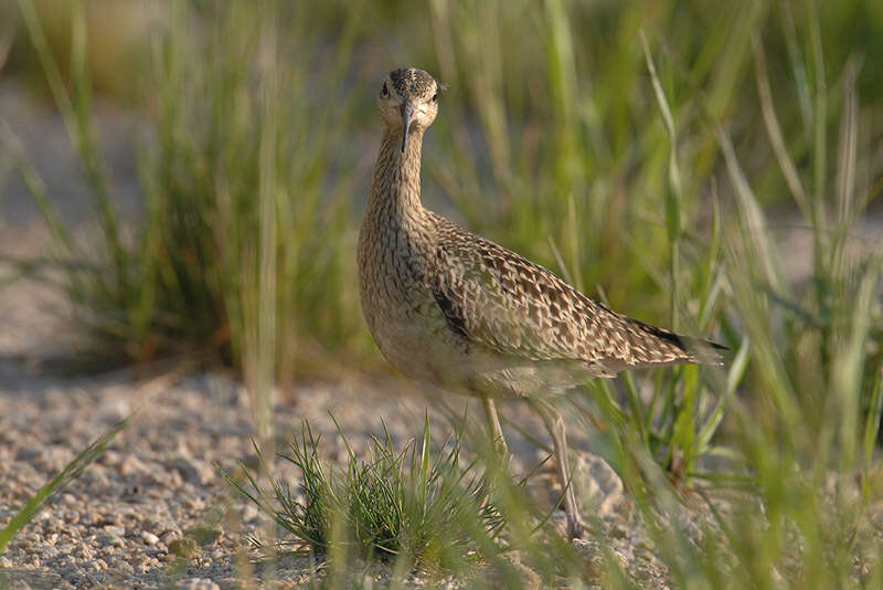 Image of Little Curlew