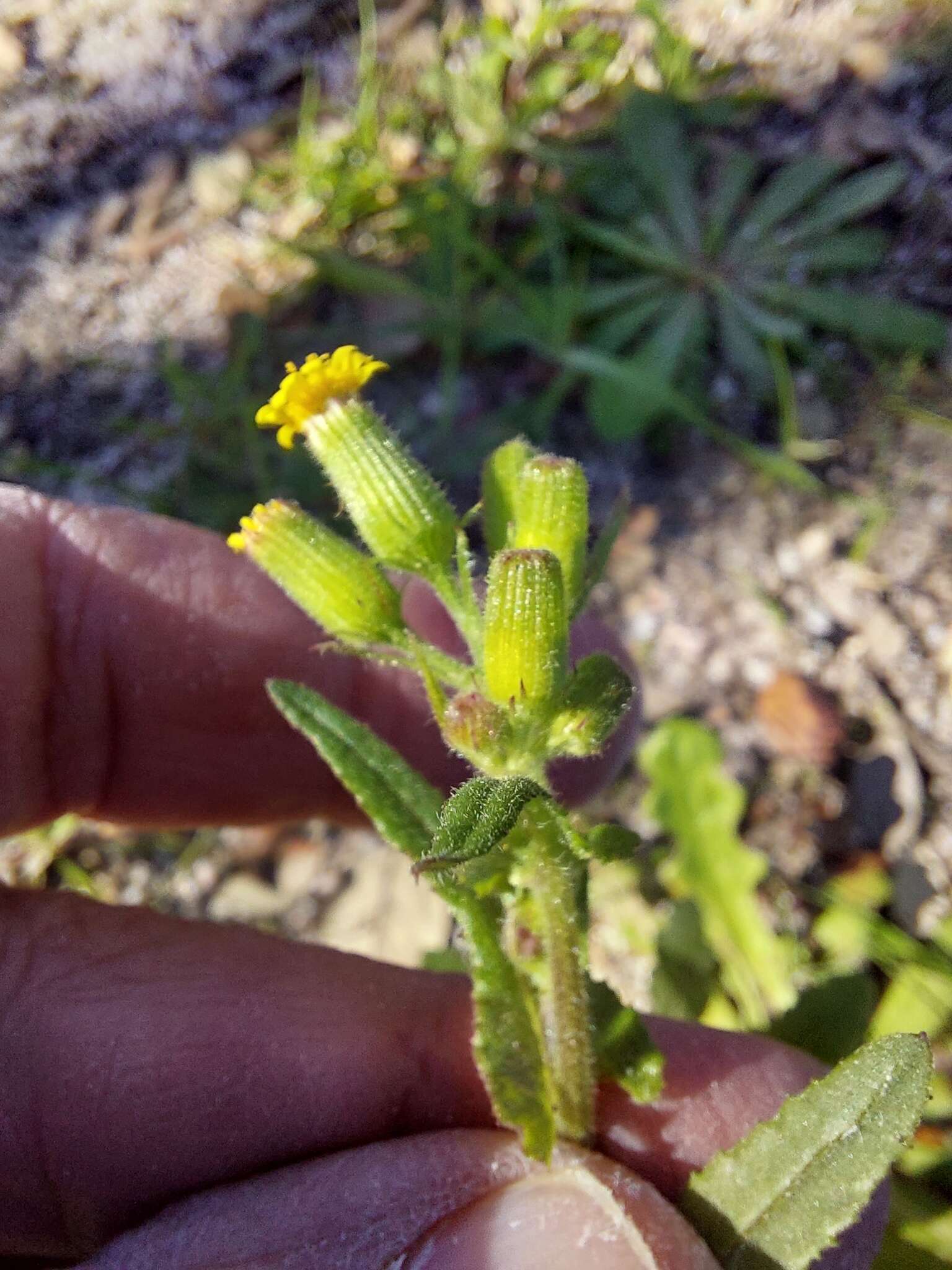 Plancia ëd Senecio lividus L.