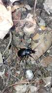 Слика од Carabus (Oreocarabus) luetgensi luetgensi Beuthin 1886