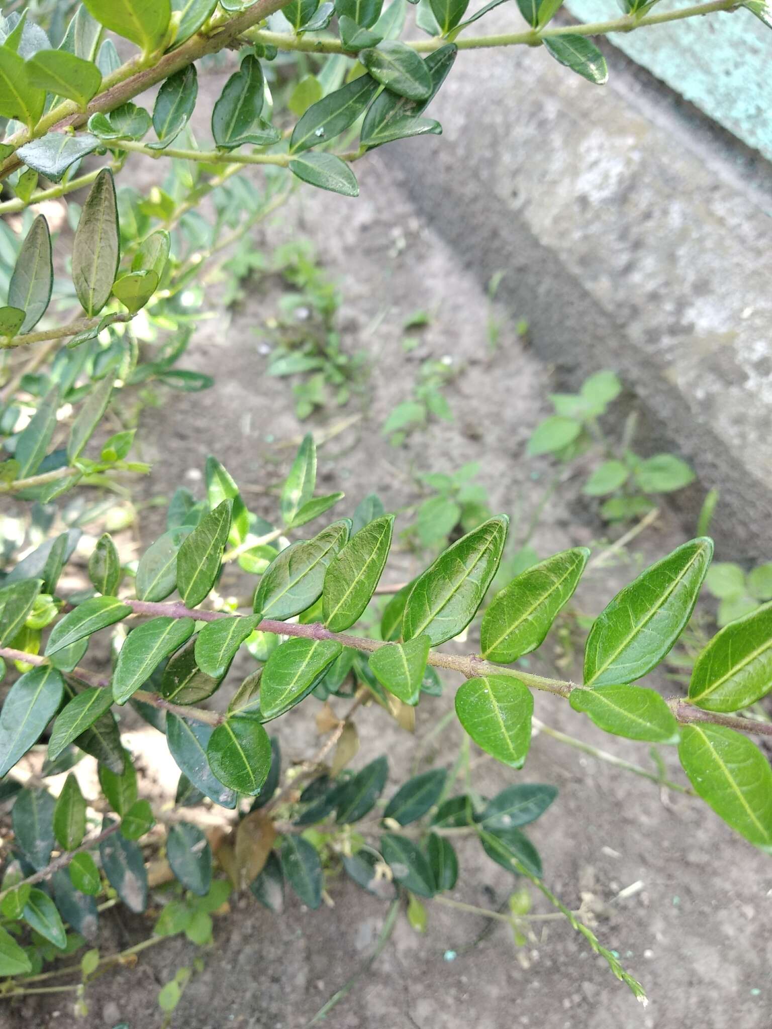 Image of box-leaf honeysuckle