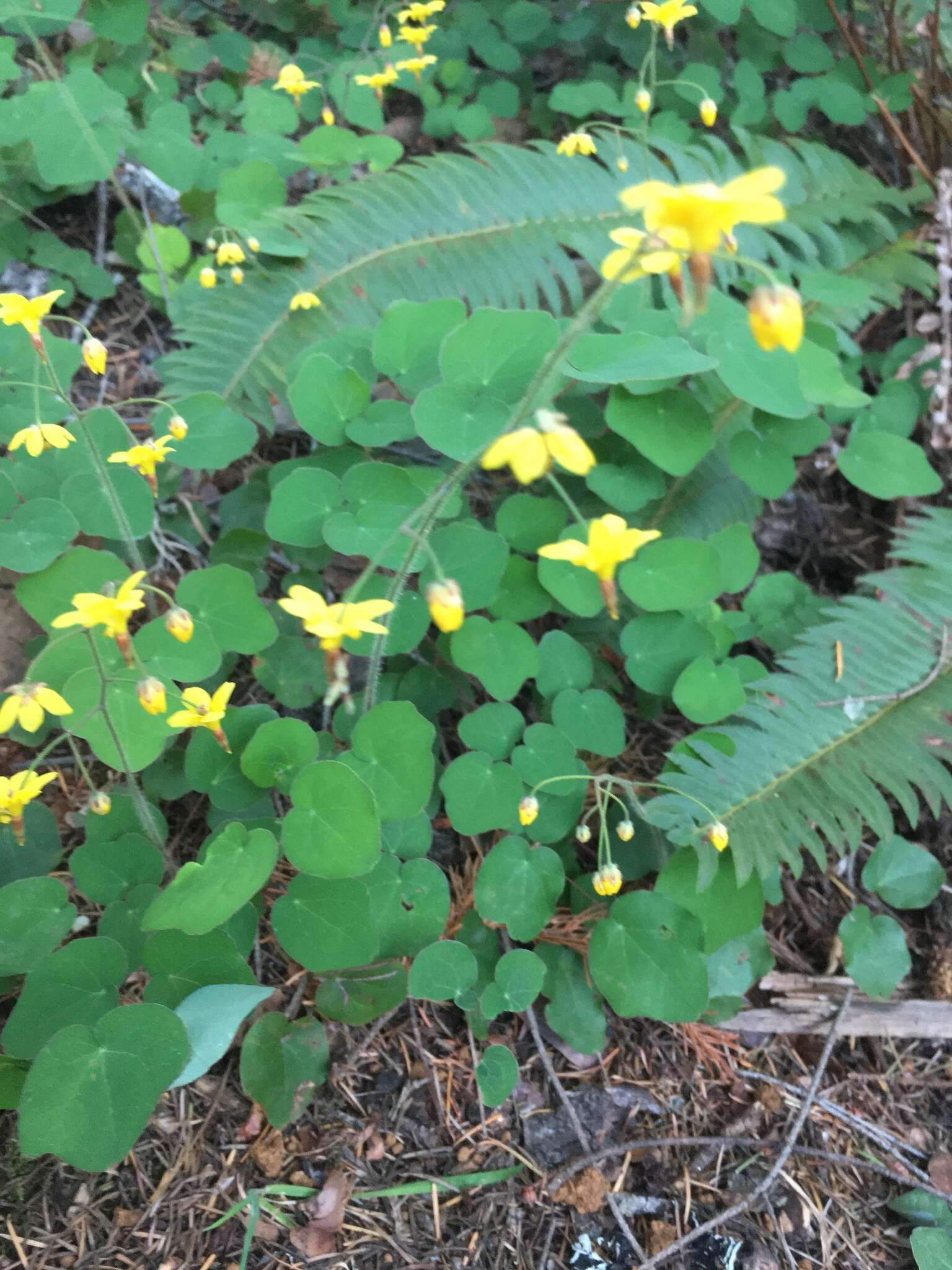 Image of golden insideout flower