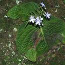 Streptocarpus polyanthus subsp. dracomontanus Hilliard resmi