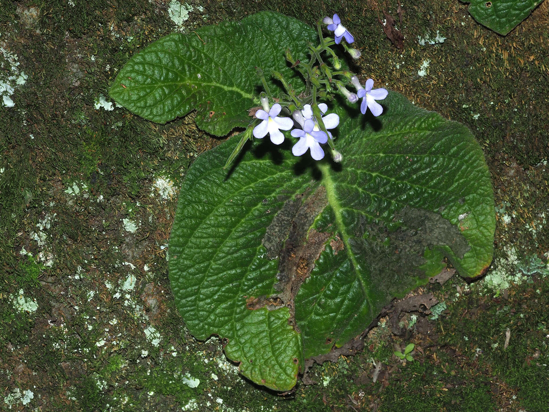 Streptocarpus polyanthus subsp. dracomontanus Hilliard resmi