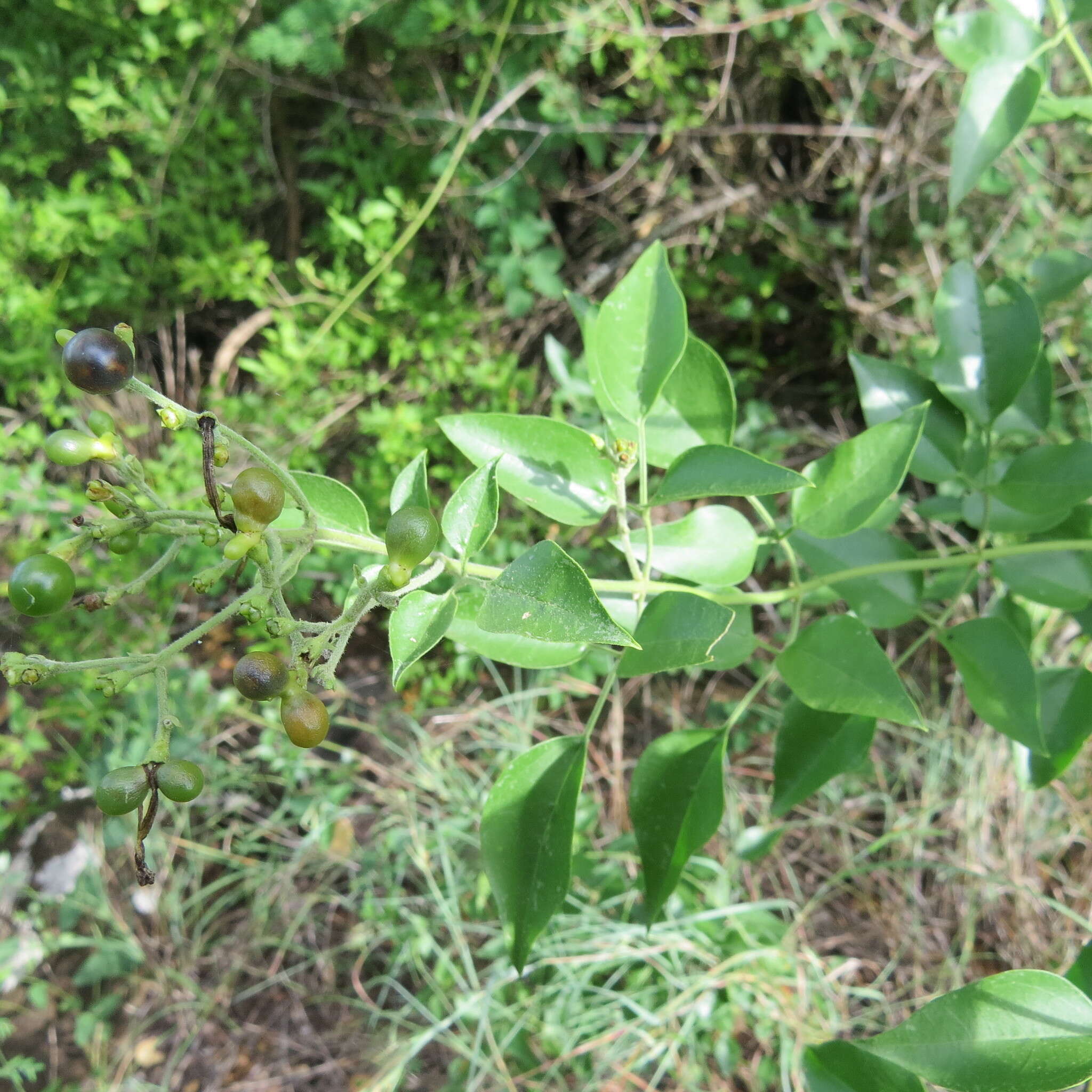 Image of Jasminum fluminense subsp. fluminense